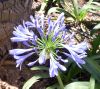 041_Barracca Gardens.jpg